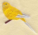 Budgie II (Parakeet)