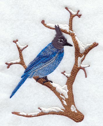 Steller's Jay - Winter