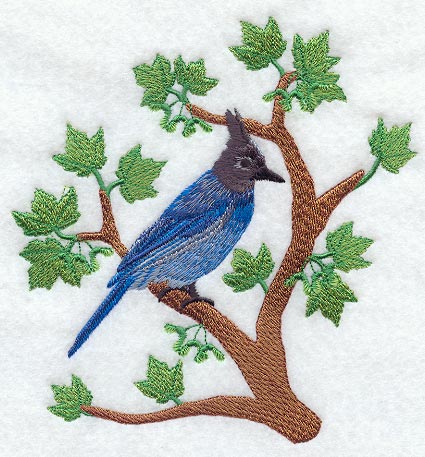 Steller's Jay - Spring