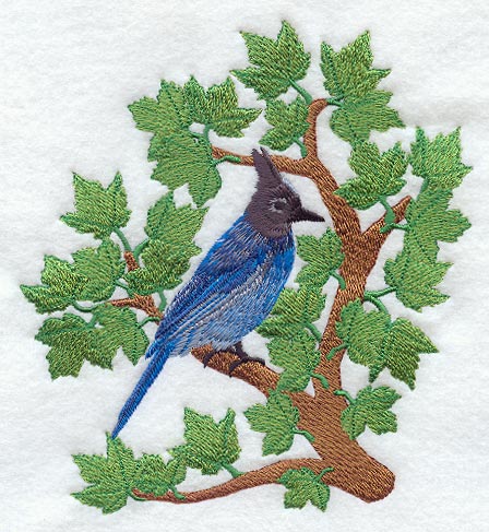 Steller's Jay - Summer