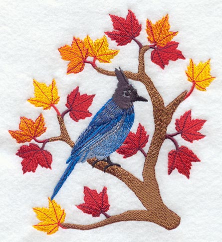 Steller's Jay - Autumn