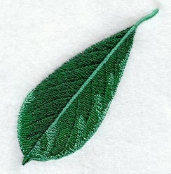 Magnolia Leaf