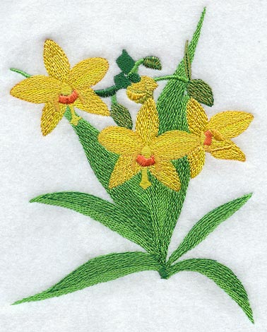 Spathoglottis Gracilis Orchid