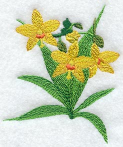 Spathoglottis Gracilis Orchid