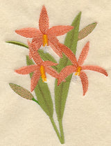 Laelia Harpophylla Orchid