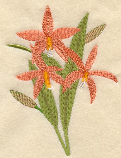 Laelia Harpophylla Orchid