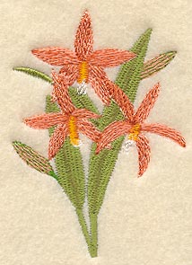 Laelia Harpophylla Orchid