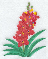 Ascocentrum Curvifolium Orchid