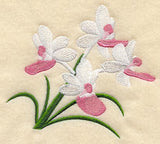 Seidenfadenia Mitrata Orchid