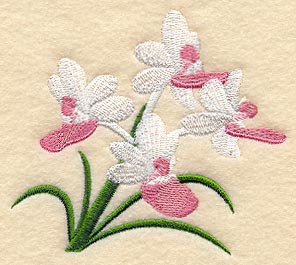 Seidenfadenia Mitrata Orchid