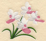 Seidenfadenia Mitrata Orchid