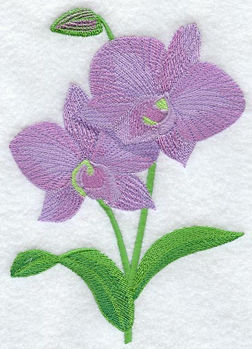 Purple Dendrobium Orchid