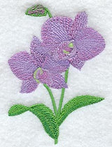 Purple Dendrobium Orchid