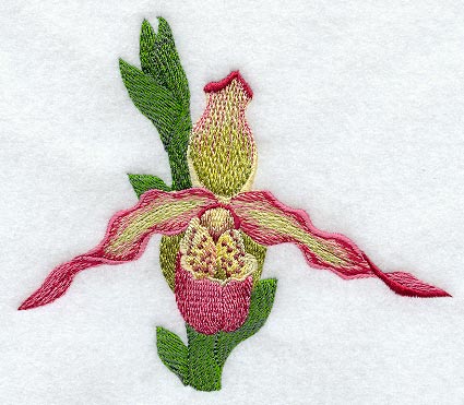 Phragmipedium Noirmont Orchid