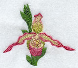 Phragmipedium Noirmont Orchid