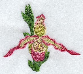 Phragmipedium Noirmont Orchid