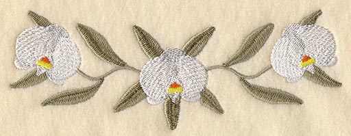 Doritaenopsis Dundee Orchid Border