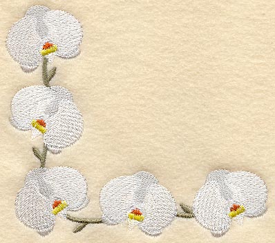 Doritaenopsis Dundee Orchid Corner