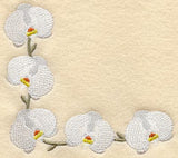 Doritaenopsis Dundee Orchid Corner