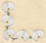 Doritaenopsis Dundee Orchid Corner