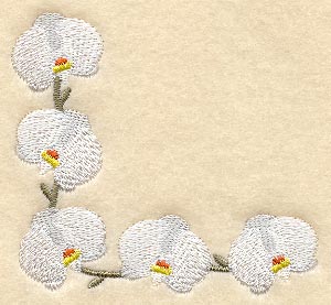 Doritaenopsis Dundee Orchid Corner