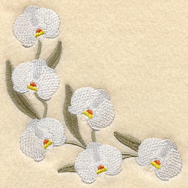 Doritaenopsis Dundee Orchid Curve