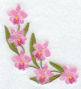 Cattleya Orchid Curve