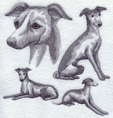 Italian Greyhound Sketch