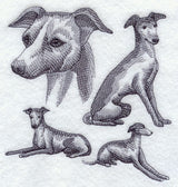 Italian Greyhound Sketch
