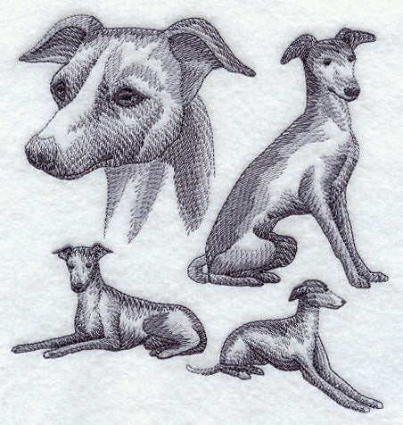Italian Greyhound Sketch
