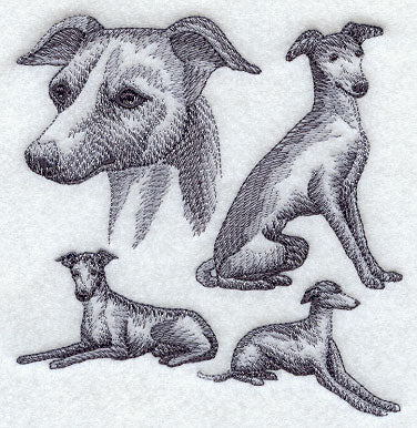 Italian Greyhound Sketch