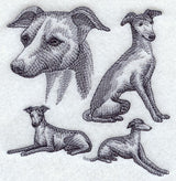 Italian Greyhound Sketch