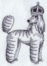 Poodle in Crown
