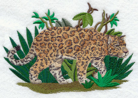 Prowling Jaguar