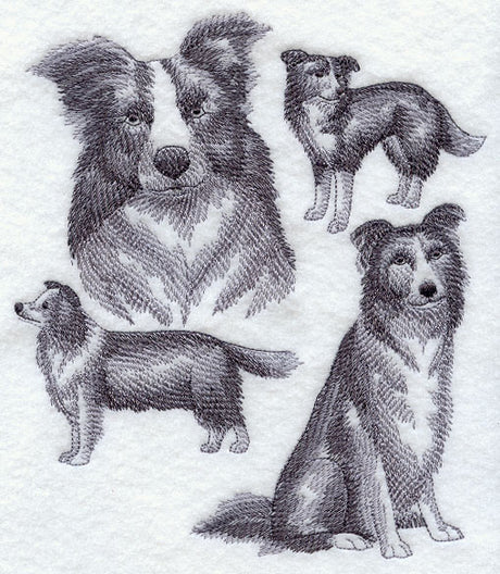 Border Collie Sketch