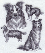 Border Collie Sketch