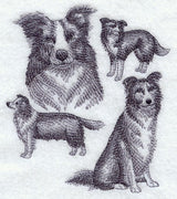 Border Collie Sketch
