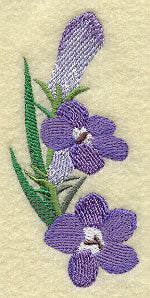 Mount Rushmore Medley - Smooth Beardtongue