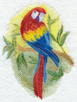 Scarlet Macaw in Watercolor