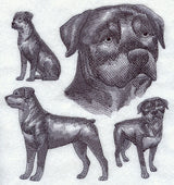 Rottweiler Sketch