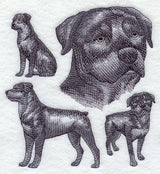 Rottweiler Sketch