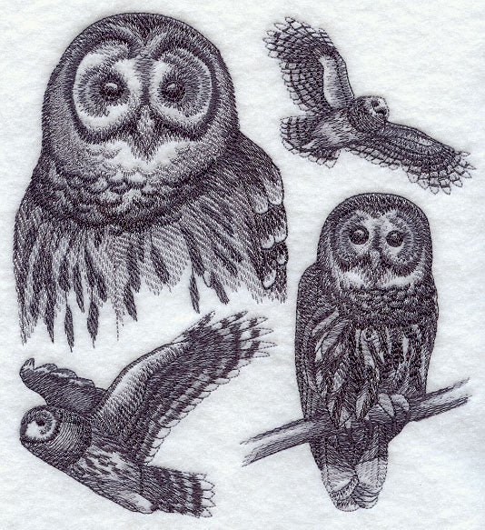 Barred Owl Sketch