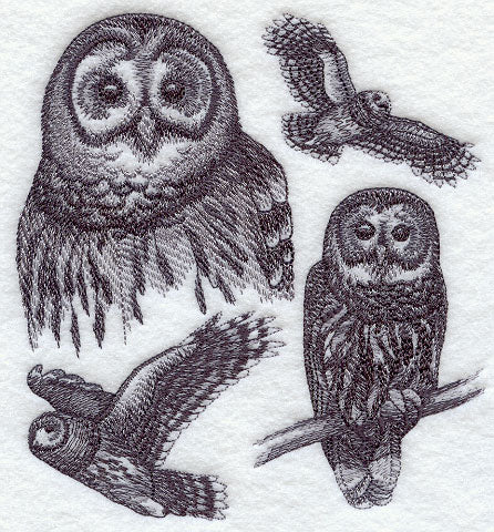 Barred Owl Sketch