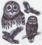 Barred Owl Sketch