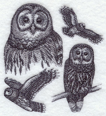Barred Owl Sketch