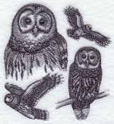 Barred Owl Sketch