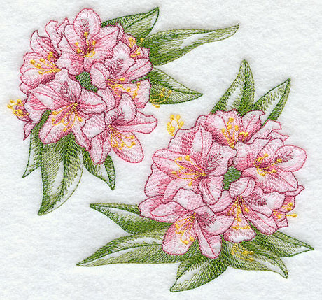 Rhododendron Sketch