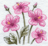 Hibiscus Sketch