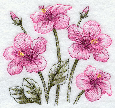 Hibiscus Sketch