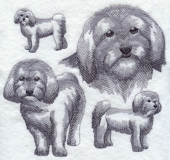 Havanese Sketch